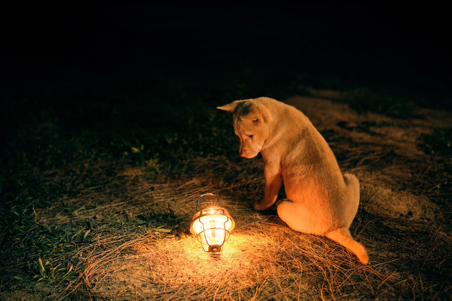 OLIGHT OLANTERN CLASSIC MINI
