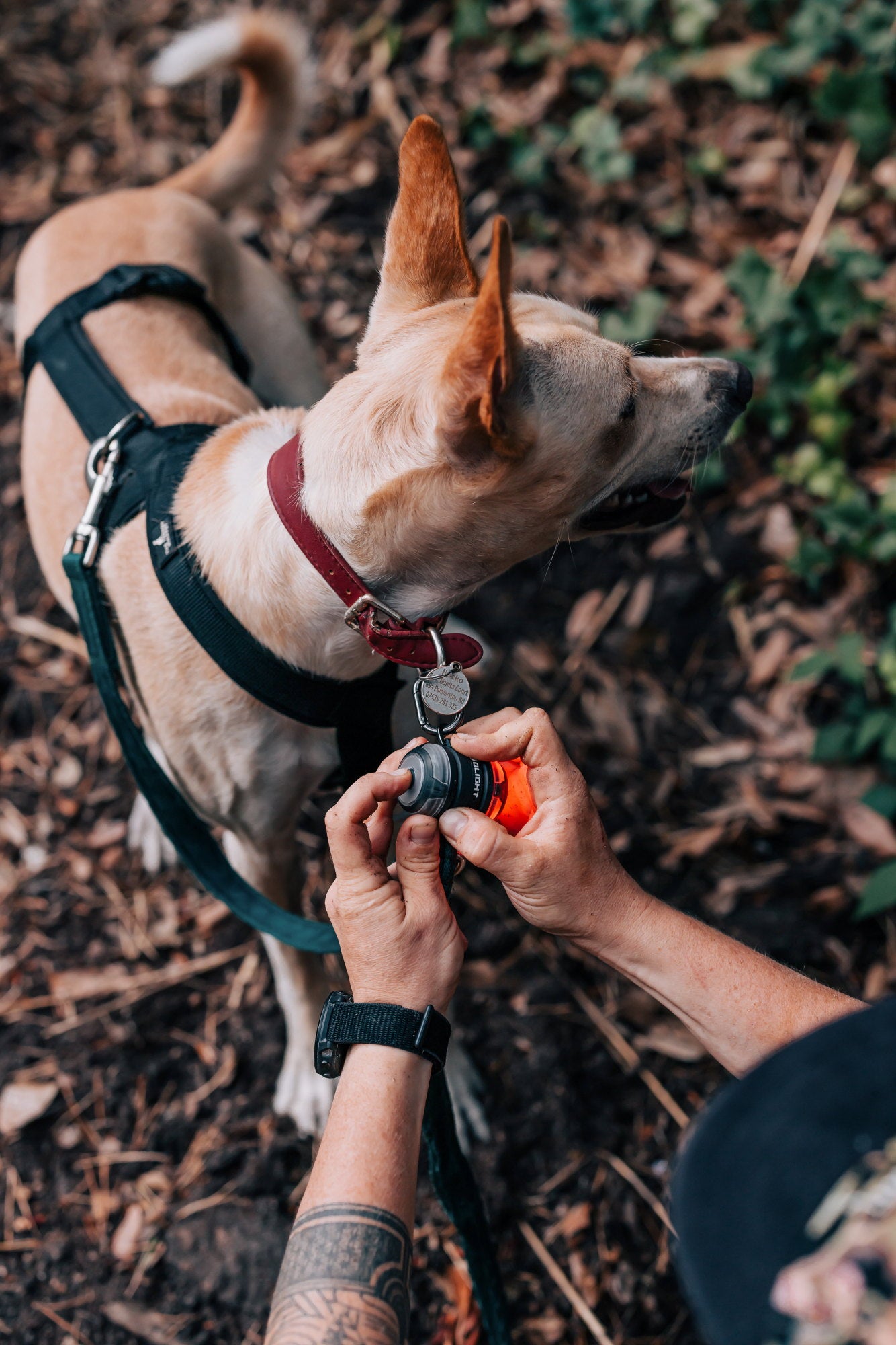 OLIGHT GOBER KIT