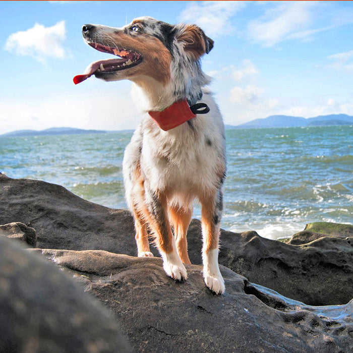 NITEIZE RADDOG ALL-IN-ONE COLLAR+LEASH-(S)RED