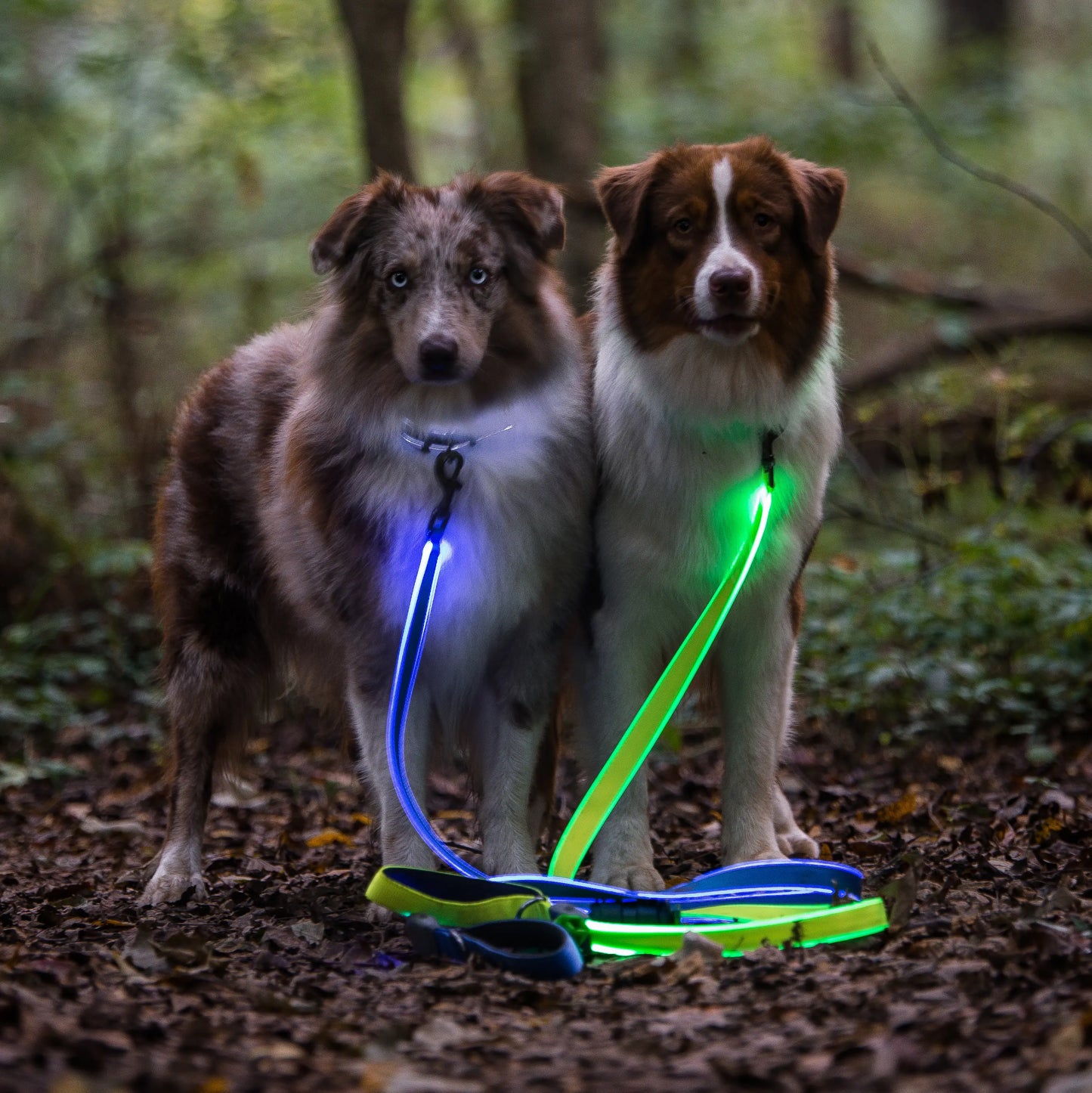 NITEIZE NITEDOG RECHARGEABLE LED LEASH(BLUE)
