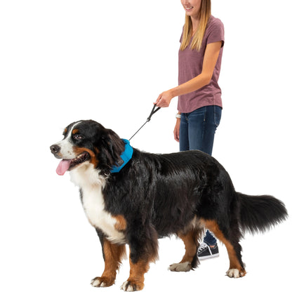 NITEIZE RADDOG ALL-IN-ONE COLLAR+LEASH-(L) BLUE